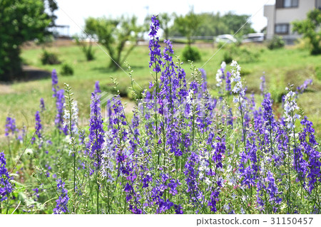 飛燕草 飛燕草 31150457