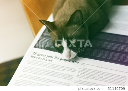 Cute Cat Laid On Newspaper 31150709