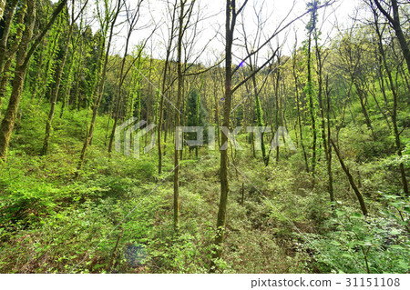 scenery scenery 31151108