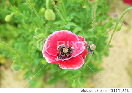Hinagi的花 Hinagi的花 31151818