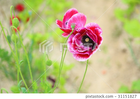 Hinagi's flower Hinagi's flower 31151827