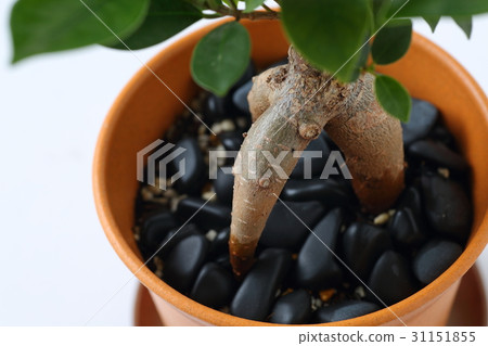 樹的榕樹 樹的榕樹 31151855