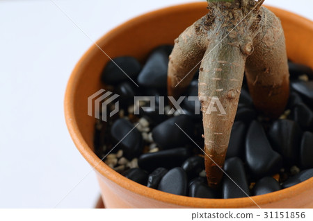 Banyan tree of the tree 31151856