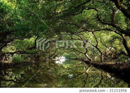 台南四草紅樹林綠色隧隊 31151956