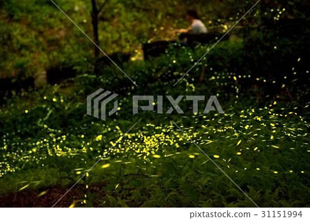 螢火蟲 31151994