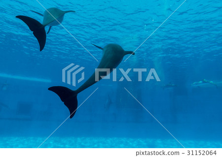 Dolphin show tail in aquarium underwater 31152064