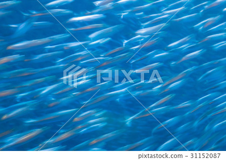 abstract motion blurred school of anchovy. abstract motion blurred school of anchovy. 31152087