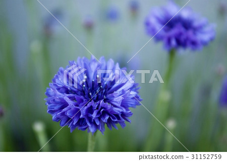矢車菊 31152759