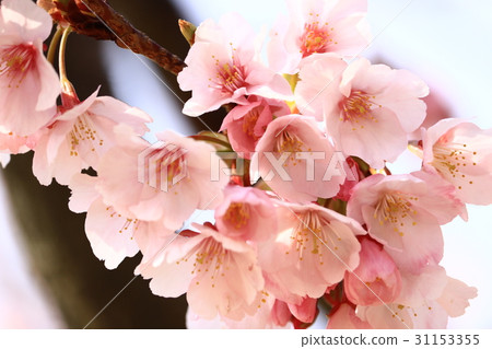 Hachisuka cherry tree Hachisuka cherry tree 31153355