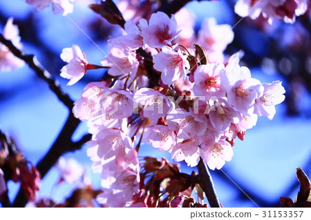Hachisuka櫻花樹 Hachisuka櫻花樹 31153357