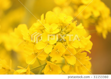 Canola flowers in full bloom Canola flowers in full bloom 31153360