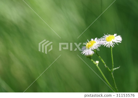Flowers 31153576