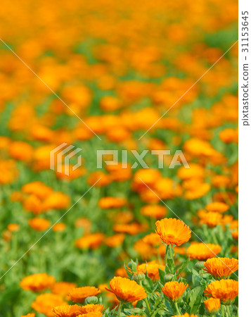One side calendula One side calendula 31153645