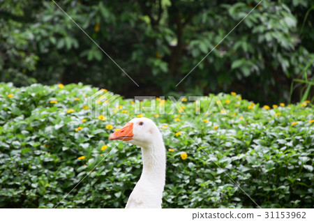 鴨子 鴨子 31153962