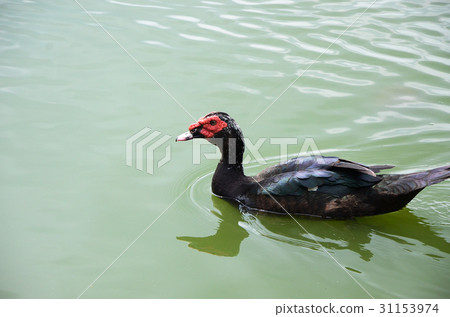 紅面番鴨 31153974