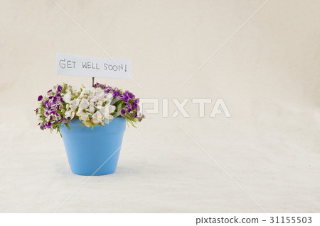 Sweet william flowers bouquet 31155503