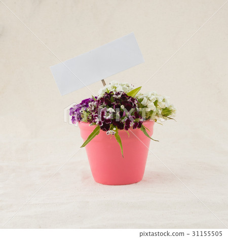 Sweet william flowers bouquet 31155505