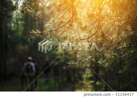 Sunset light in forest among pine tree 31156417