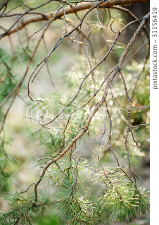 Branches of pine-tree close-up 31156419