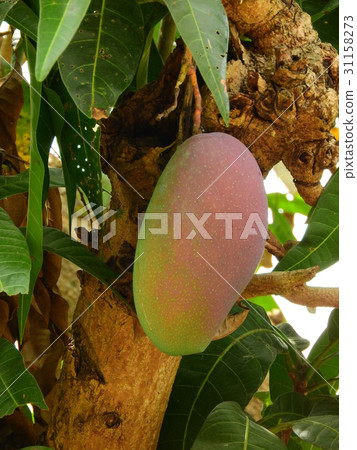 特寫 綠色 未成熟 生的 芒果 水果 掛 台灣 高雄 內門 果園 芒果 樹 美味 可口 維生素 31158273
