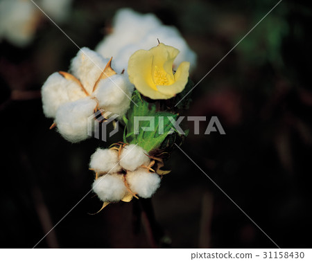 棉花，特殊作物 31158430