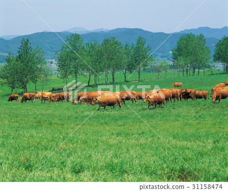 Unbong, Namwon City, Jeonbuk Province 31158474