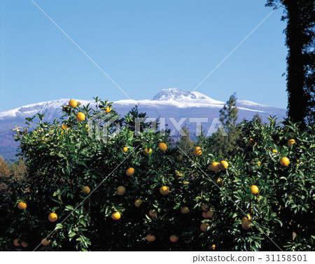 Halla Mountain, Jeju Island 31158501