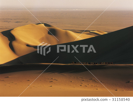 Camel, Gobi Desert, China Camel, Gobi Desert, China 31158540