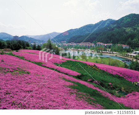 Yongpyung-myeon, Gangwon Yongpyung-myeon, Gangwon 31158551