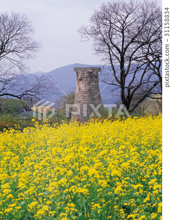 Rapeseed field, Cheomseongdae (national treasure No. 31), Gyeongju city, Gyeongbuk 31158834