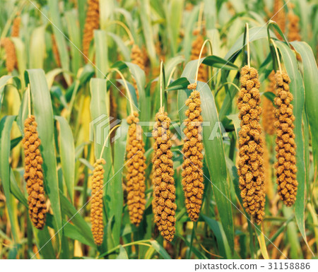 article article 31158886