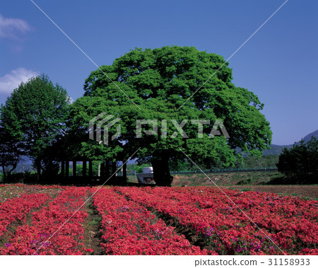 全羅工囌靈郡 31158933