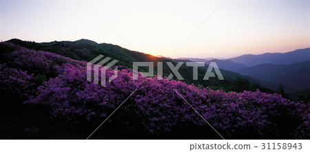Azalea, Barabong, Jiri Mountain, Namwon City, Jeonbuk Province 31158943