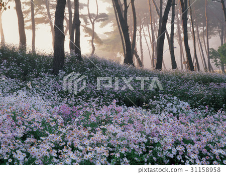 Chuncheok, Imsilguk-gun, Jeonbuk 31158958