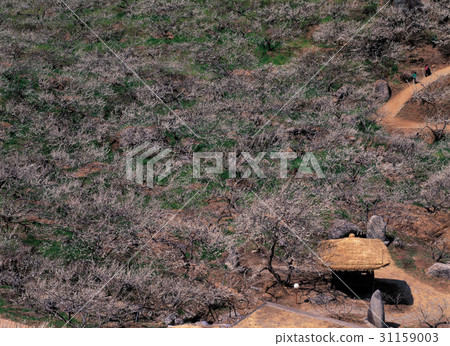 Plum Village, Gwangyang City, Jeonnam 31159003