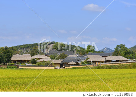 Rice, Hahoe Village, Andong City, Gyeongbuk 31159098