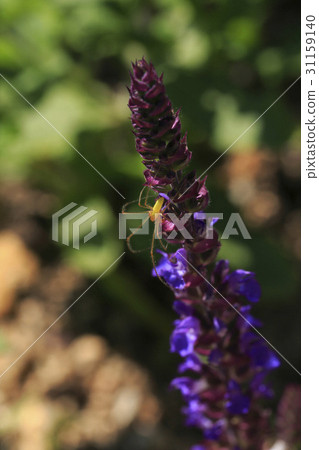 Spider, Blue Sage 31159140