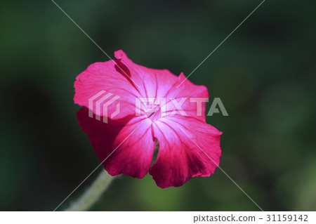 Velvet flower 31159142