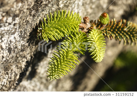 pine needles 31159152