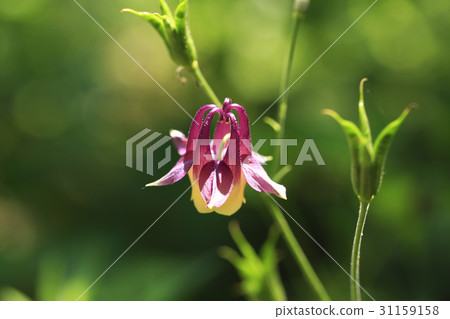 桃花 31159158