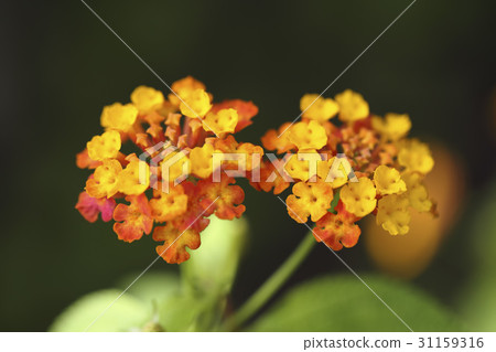 Lantana Lantana 31159316