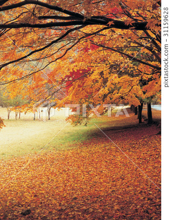 autumn, season, Leaves 31159628