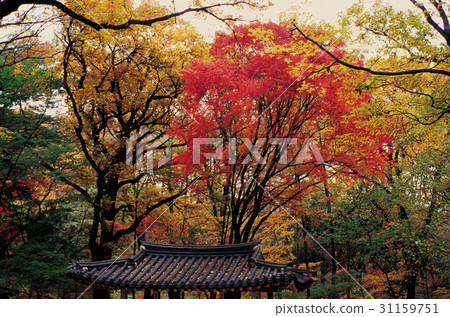 首爾鐘路區昌德宮 首爾鐘路區昌德宮 31159751