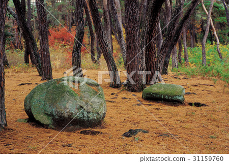 Pine, Sangreung, Gyeongju, Gyeongbuk 31159760