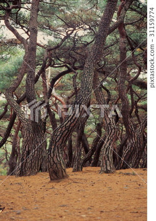 Pine, Sangreung, Gyeongju, Gyeongbuk Pine, Sangreung, Gyeongju, Gyeongbuk 31159774
