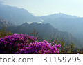 Azalea, Soraksan, Sokcho, Gangwon-do 31159795