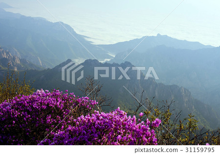 杜鵑花,雪嶽山,束草,江原道 杜鵑花,雪嶽山,束草,江原道 31159795