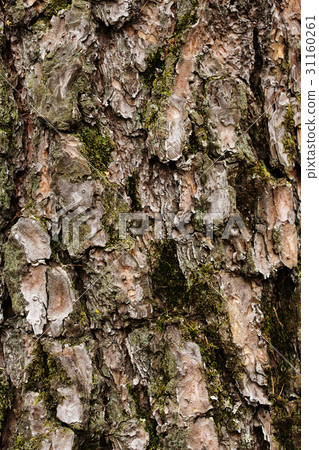 Tree bark texture close-up with moss Tree bark texture close-up with moss 31160261
