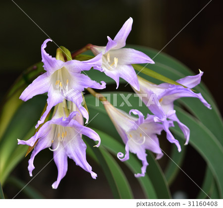 Blue Amaryllis 31160408