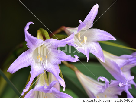 Blue Amaryllis 31160409